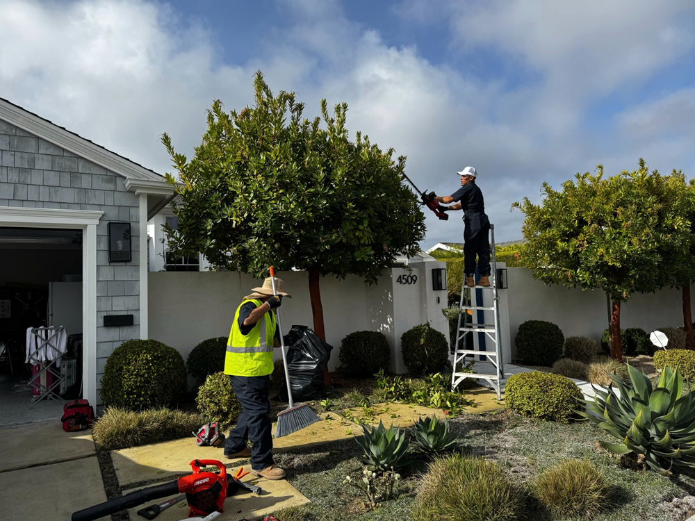 Yard cleaning